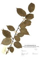 藏品(冬青屬)的圖片